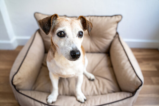 Cute dog with big eyes looking side lying sitting on comfortable beige dog bed sofa. Daylight resting on comfortable pet couch, horizontal composition, Elder Jack Russell terrier