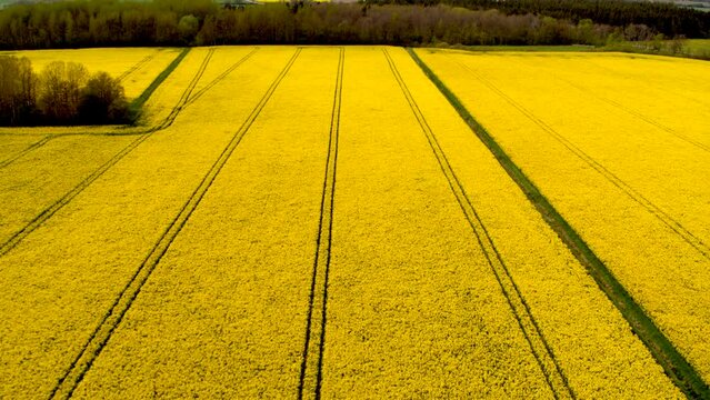Vibrant Yellow Blooming Rapeseed Field in Summer