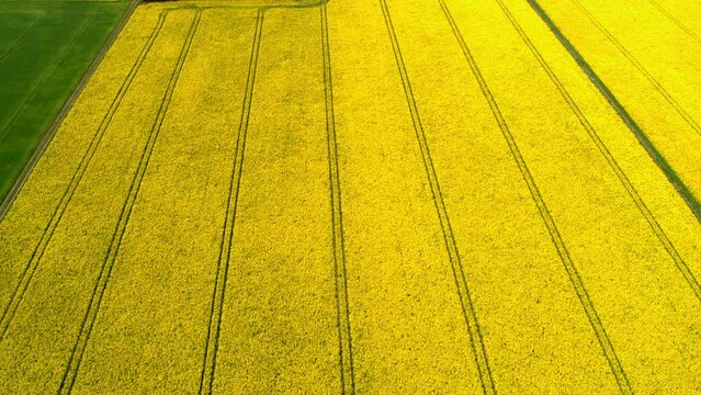 Drone Aerial View of Vibrant Yellow Rapeseed Field with Precise Tractor Tracks