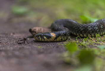 snake in the grass
grass snake