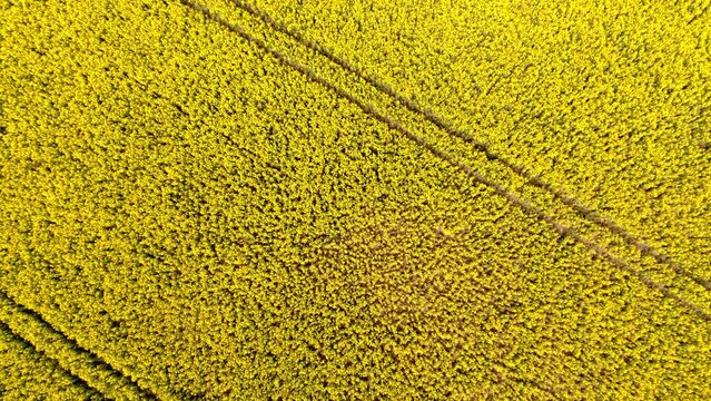 Drone Aerial View of Vibrant Yellow Rapeseed Field with Precise Tractor Tracks