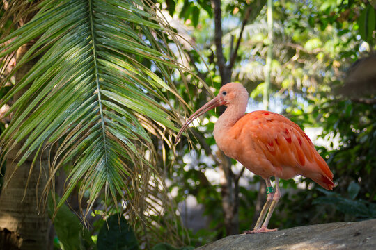 ibis rouge