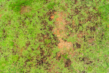 Dead grass top view of the nature background. texture of Green and brown patch. grass texture the...