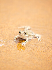 The frog sits on the sand on the shore of the lake. Beautiful wildlife landscape with place for text. The concept of protecting wildlife and ecology.
