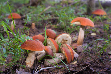 Edible mushrooms grow in the forest. Selective focus on the mushroom in the lower left corner.
