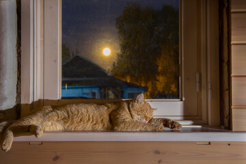 Photography at dusk. A red cat sleeps on the windowsill. The moon is shining in the window. There...