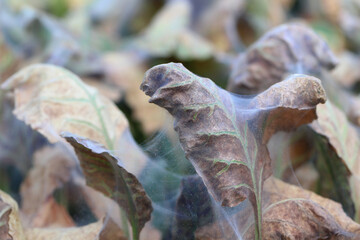 Red spider mite (Tetranychus urticae) pest infestation on leaves of sugar beet.