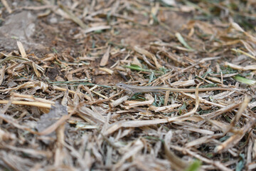 brown tiny lizard Schreibers' Many-fingered Teiid Cercosaura reptile wildlife macro nature closeup