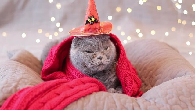 British cat in an orange scarf and a witch's hat against the background of a Christmas garland. Pet and Halloween. Cat and festive background. Beautiful gray shorthair cat in bed