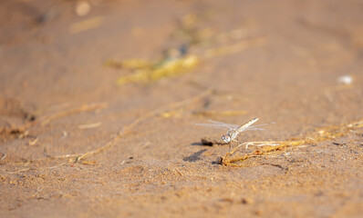 A dragonfly sits on the sand by the river. Beautiful nature scene with dragonfly outdoors, wildlife.