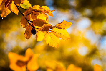 Colorful leaves in forest. Colorful leaves in autumn.