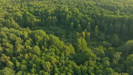 Green autumn summer forest tree aerial fall