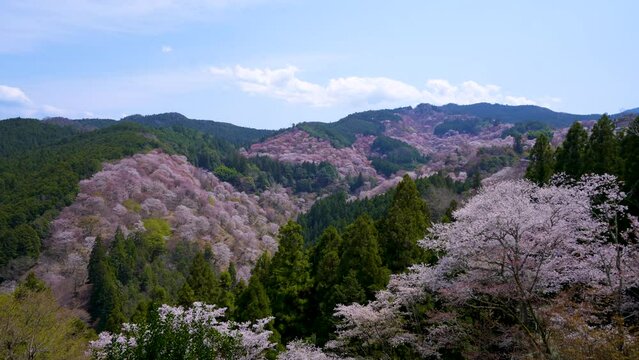 Nara Timelapse - The Hitome-senbon view from Yoshimizu Jinja Shrine at Mount Yoshino