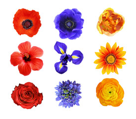 Set of different red, blue and yellow flowers isolated on white or transparent background. Top view.