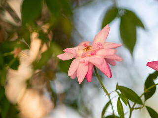 pink rose in a garden