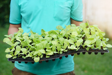 Close up gardener holds tray of young vegetables seedling. Concept, gardening, agriculture process of growing plants in garden. Healthy lifestyle. Seedling for planting.           