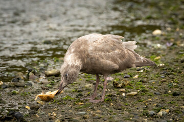 Sea gull getting a clam out of shell