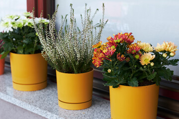 Autumn flowers of heather and chrysanthemums on windowsill on balcony. Floral decoration.