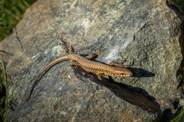 European Wall Lizard on a Rock