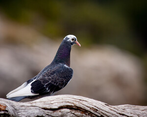 Rock Pidgeon on a log