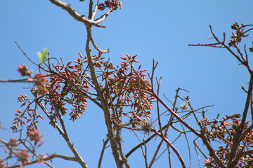 branches against blue sky. branches of a tree. branches from the treetop.