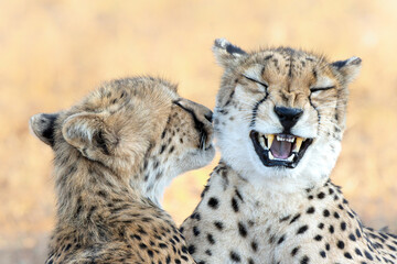 Portrait of a cheetah mother and cub in Mashatu Game Reserve in the Tuli Block in Botswana     