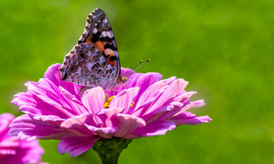 Rusałka osetnik (Vanessa cardui)
