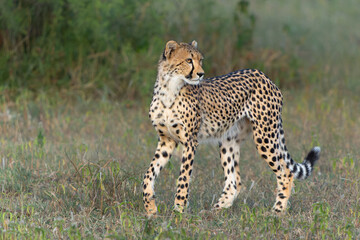 Young Cheetah (Acinonyx jubatus) walking and searching for prey in the late afternoon in Mashatu...