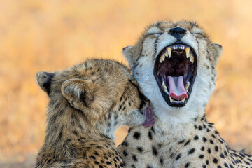 Portrait of a cheetah mother and cub in Mashatu Game Reserve in the Tuli Block in Botswana     