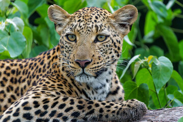 Portrait of a Leopard female resting and looking around in a tree in the Okavango Delta in Botswana