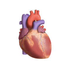 Illustration of the human heart, anterior view, isolated on transparent background