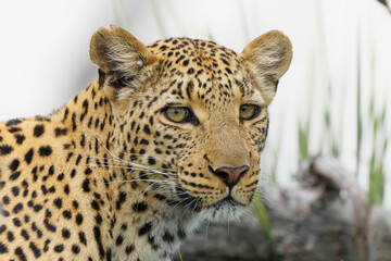 Portrait of a Leopard female resting and looking around in a tree in the Okavango Delta in Botswana