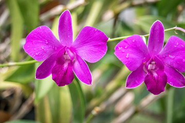 Close up raindrop on the petal of  purple pink orchid (Dendrobium) , beautiful nature and freshness of the flower after the rain.
