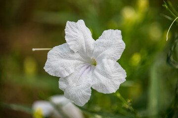 Beautiful white flowers Ruellia siamensis J.B. Imlay or Hygrophila erecta Burm.f. Hochr, Ruellia...