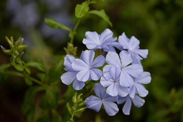 Blue flower of Cape leadwort in the garden. (Scientific name Plumbago auriculata)