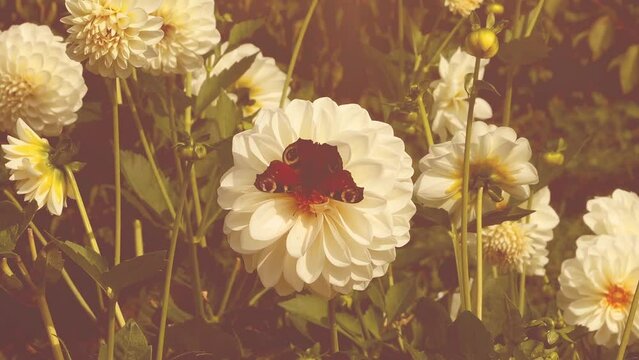 Aglais io (European peacock or peacock butterfly) on a large white dahlia flower in the autumn garden.