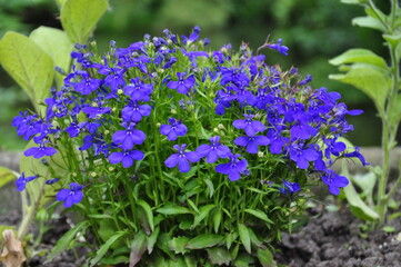 close-up of blue flowers in the garden