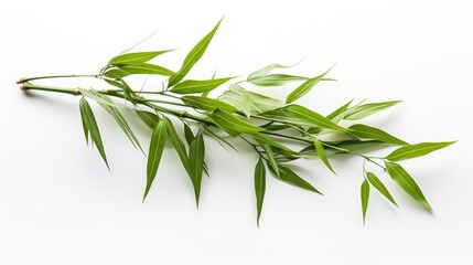 Fototapeta premium Nature's Beauty: Lush, vibrant bamboo showcasing its organic splendor on a clean white backdrop