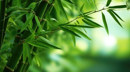 Nature's Serenity: Fresh bamboo trees in a lush forest, a tranquil scene with a blurred background