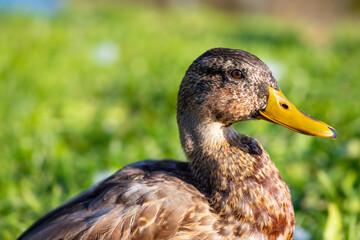 Portrait of a female wild duck or mallard (Anas platyrhynchos) at river Danube, Germany. Waterfowhl animal with brownish plumage and yellow beak. Close up with blurred background on a green meadow.