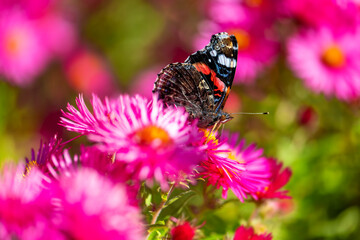 Red admiral (Vanessa atalanta) is a butterfly with black wings, orange bands, and white spots....