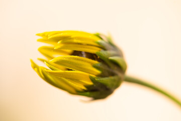 Bud of yellow Sunroot, Topinambur or Wild sunflower (Helianthus tuberosus). Warm monochrome macro...