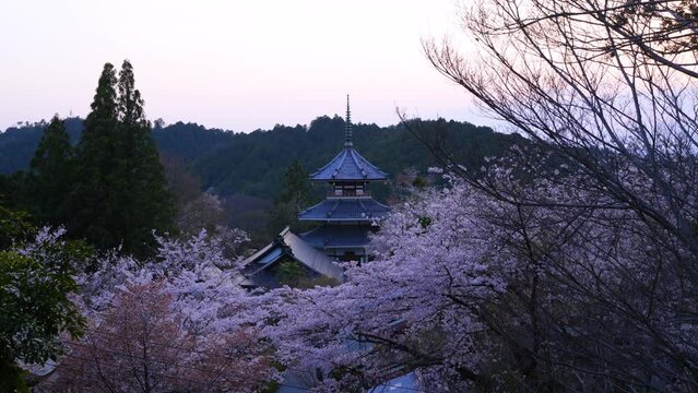 Nara Timelapse - Cherry blossoms and Yoshino Chogu Ruins on sunset twilight