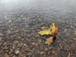 Herbstzweig im Wasser bei Regen