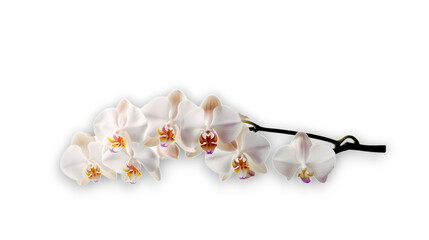 Branch of beautiful white orchid on transparent background. Banner design