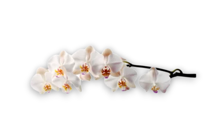 Gordijnen Branch of beautiful white orchid on transparent background. Banner design © Naige