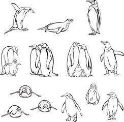 penguin, bird, chick, portrait, image, fauna, various poses, wildlife, white, black
