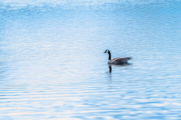 カナダグース (カナダ - アルバータ)