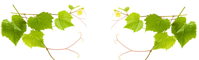 Grape leaves isolated on white. Collage. Free space for text. Wide photo.