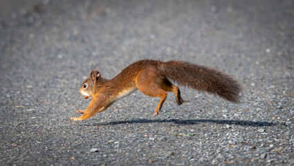 squirrel on the beach